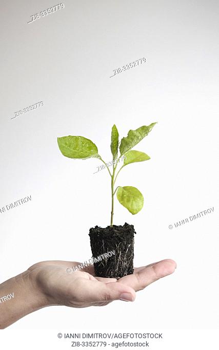 Young aubergine plant with exposed root system, ready to plant- Solanum melongena