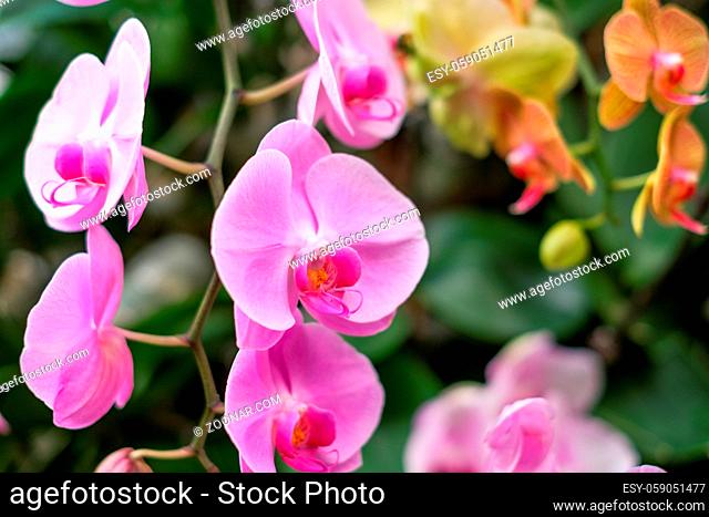 pink orchid flower garden - orchid flowers