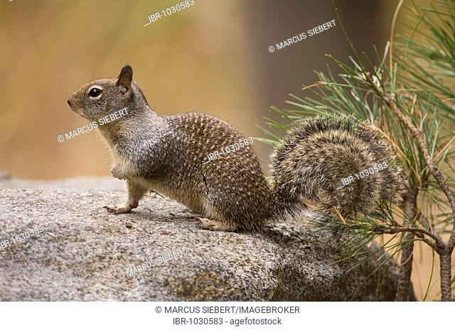 California Ground Squirrel (Spermophilus beecheyi), Yosemite National Park, California, USA