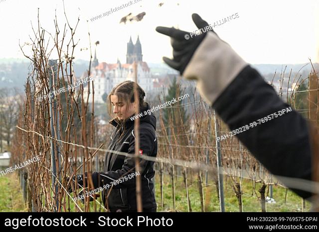 28 February 2023, Saxony, Proschwitz: Sina Karnstedt, apprentice winemaker in her 3rd year, is busy pruning the Pinot Gris variety in the vineyard of Proschwitz...
