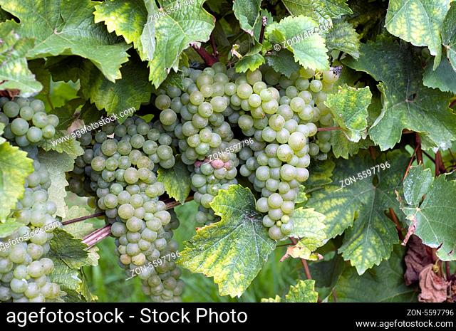 Weisser Raeuschling, Wein, Weinpflanzen, Reben, Fruechte, Beeren, Obst