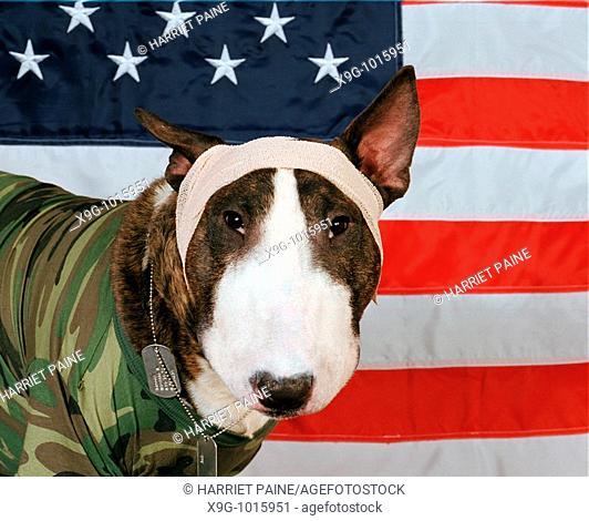 English Bull Terrier with American flag