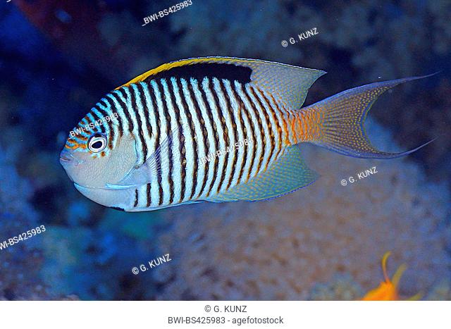 Zebra angelfish, Lyretail angelfish (Genicanthus caudovittatus), swimming, Egypt, Red Sea