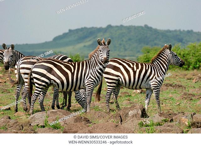 Masai Mara Safari Featuring: Zebra Where: Masai Mara, Kenya When: 08 Nov 2016 Credit: David Sims/Cover Images