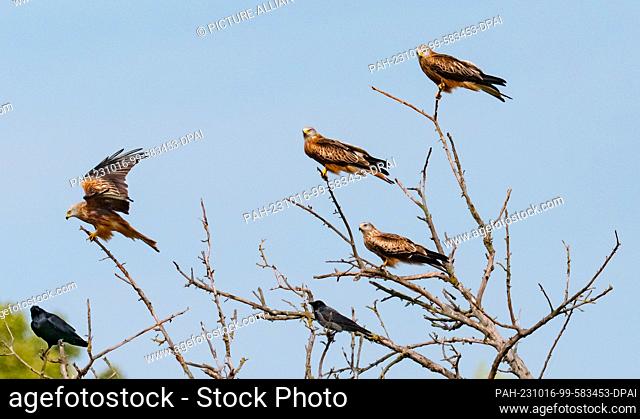 05 October 2023, Saxony-Anhalt, Lutherstadt Wittenberg: 05.10.2023, Red kites (Milvus milvus, above) perch on a bare tree a few kilometers south of Lutherstadt...