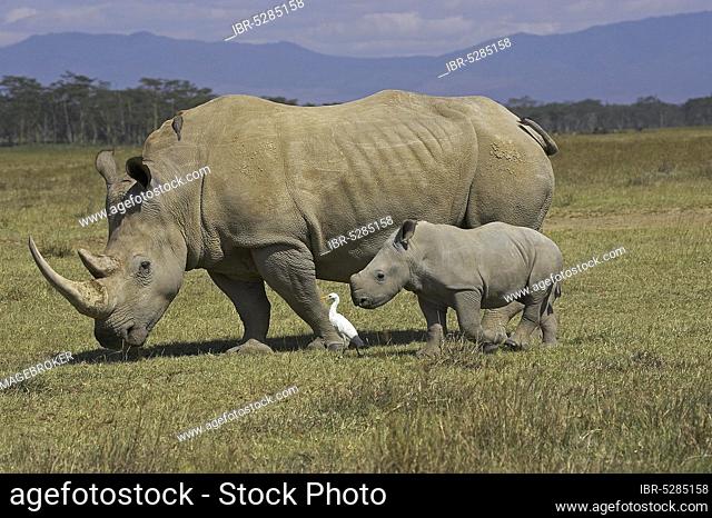 White Rhinoceros (ceratotherium simum), Female with Calf, Nakuru Park in Kenya