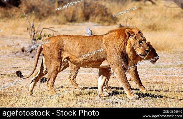 Löwen streifen durchs Moremi Game Reserve, Botswana; panthera leo; Lions in Moremi Game Reserve, Botsuana