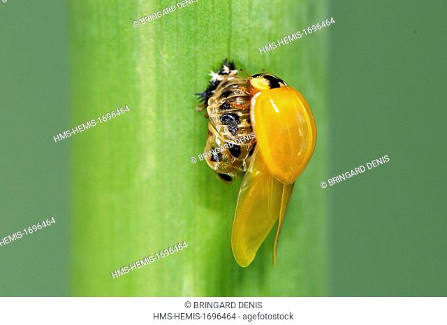France, Territoire de Belfort, Belfort, garden, Asian lady beetle (Harmonia axyridis), adult emergence