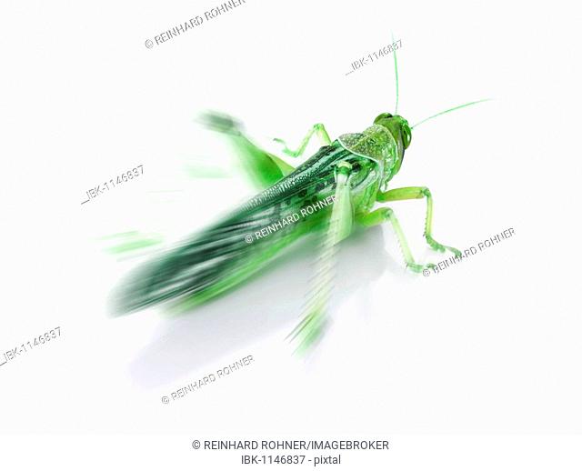 Desert locust, zoom effect, converted into green, composing