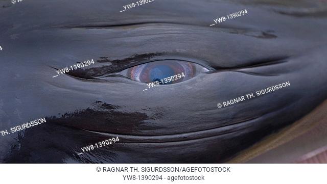 Eye of a dead minke whale hunted in the North Atlantic near Iceland