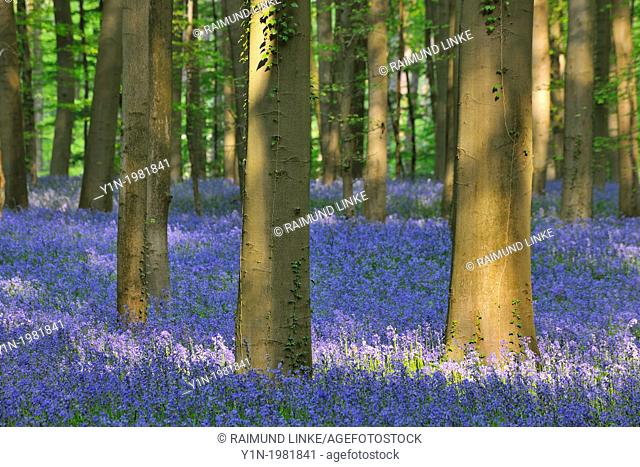 Beech Forest with Bluebells in the Spring, Hallerbos, Halle, Vlaams Gewest, Brussels, Belgium, Europe