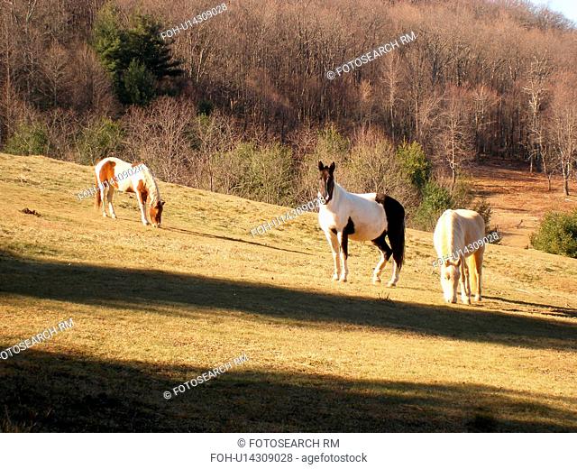 horses grazing, pasture, Blue Ridge Parkway, Virginia, VA