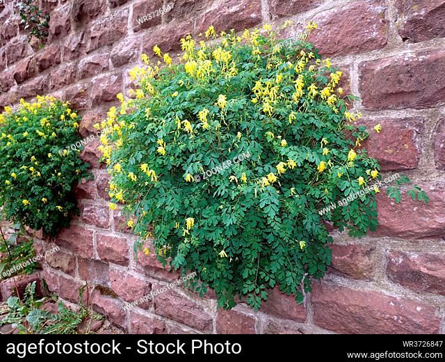 Gelber Lerchensporn (Pseudofumaria lutea, Syn. Corydalis lutea) wächst in den Fugen der Schlossmauer, Heidelberg, Baden-Württemberg, Deutschland