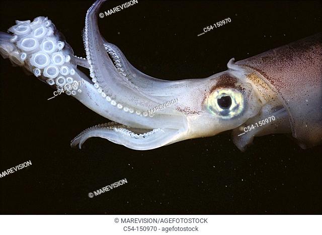 Squid (Loligo vulgaris). Galicia, Spain
