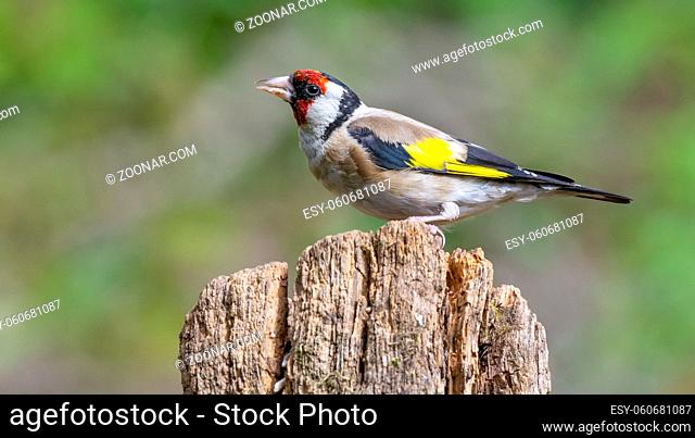 Goldfinch Male