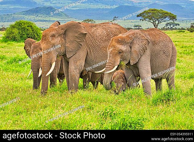 Elephants in the Tsavo East and Tsavo West National Park in Kenya