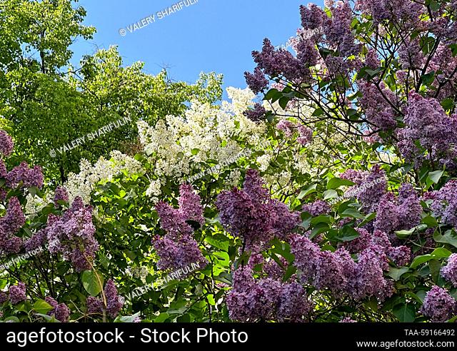 RUSSIA, MOSCOW - MAY 16, 2023: Lilac trees blossom. Valery Sharifulin/TASS