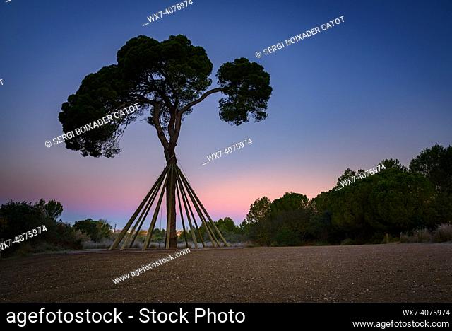 The pine called Pi d'en Xandri, in Sant Cugat del Vallès, at sunrise (Vallès Occidental, Barcelona, Catalonia, Spain)