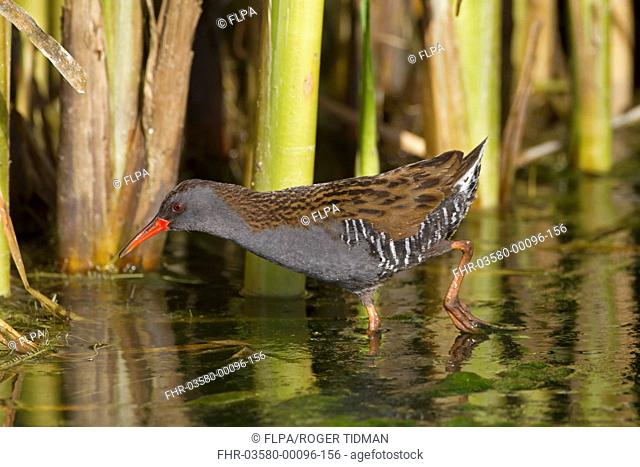 Water Rail Rallus aquaticus adult, foraging in open water, Northern Spain, may