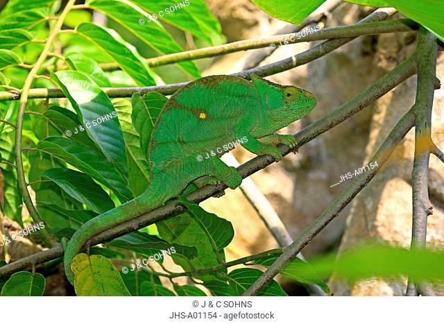 Parson's chameleon, Calumma parsonii, Madagascar, Africa, adult female searching for food