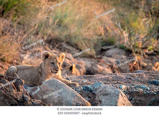 Lion cubs laying on the rocks in the Pilanesberg National Park, South Africa