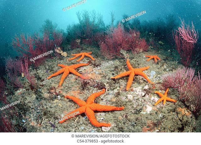 Red Starfish (Echinaster sepositus). Galicia, Spain