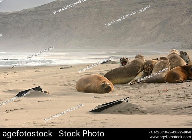 05 August 2022, Argentina, Chubut: Elephant seals (Mirounga) lie next to plastic crates on the beach. According to an OECD report