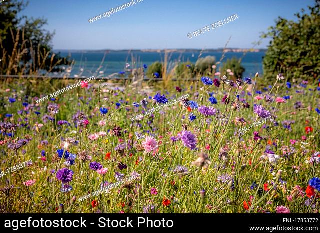 Blooming wildflower meadow above the Baltic Sea in Langballigau (Schleswig-Flensburg district)