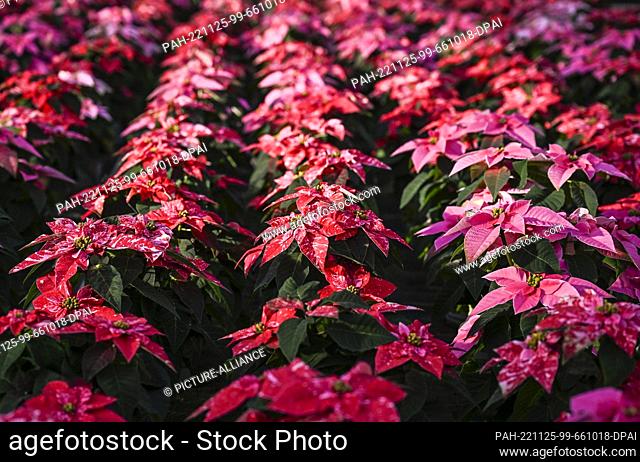 25 November 2022, Brandenburg, Schöneiche: Numerous poinsettia plants grow in a greenhouse from Rosengut Langerwisch. The seasonal goods are grown here in the...