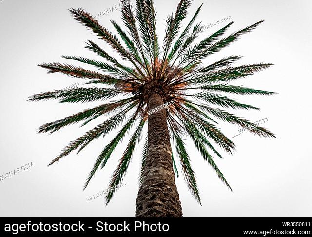 Palm tree, low angle