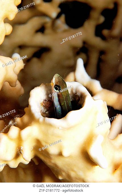 Mimic blenny hidden in a fire coral branch, Fury shoal's reef, red sea, Egypt. Plagiotremus tapeinosoma