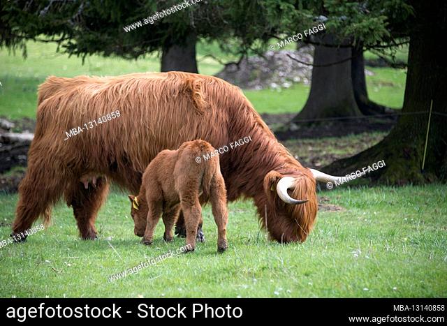 Scottish highland cattle in Jura, Switzerland