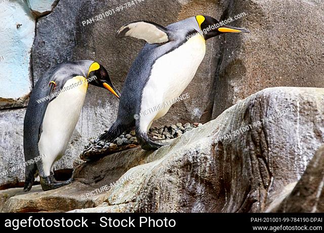01 October 2020, Hamburg: Two king penguins are walking on a rock in the Arctic Ocean at Hagenbeck Zoo during a press event