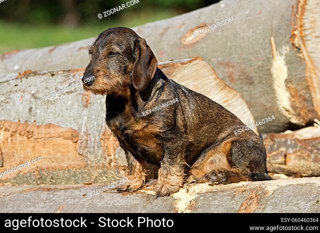 Dackel sitzt auf einem Holzstoss im Wald