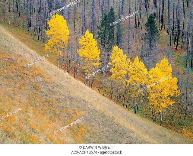 Fall Colours in the Muleshoe area, Banff National Park, Alberta, Canada