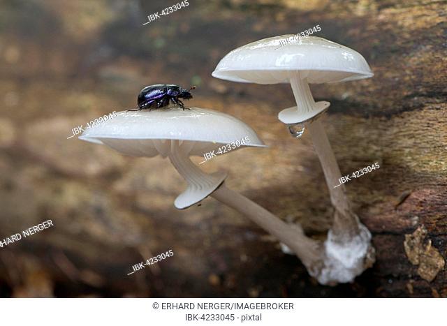 Porcelain fungus (Oudemansiella mucida), with dung beetle (Geotrupes stercorarius), Emsland, Lower Saxony, Germany