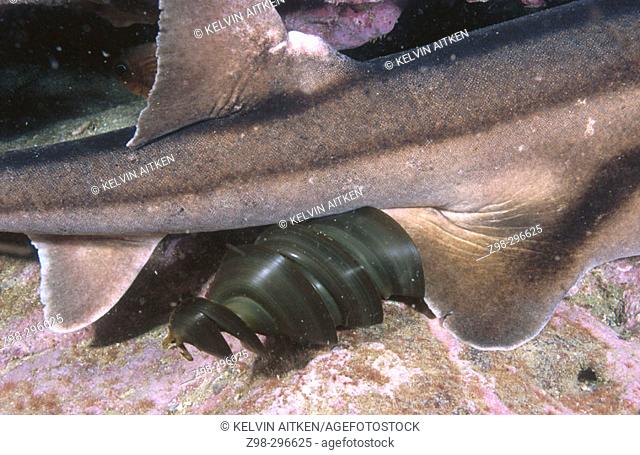 Port Jackson shark (Heterodontus portusjacksoni) female laying egg case