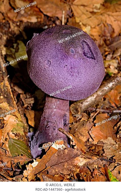 violet webcap, Cortinarius violaceus