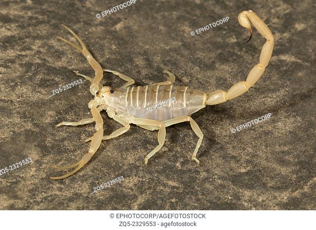 Desert scorpion Buthacus agarwalii Family: Buthidae, Desert National Park, Rajesthan, India