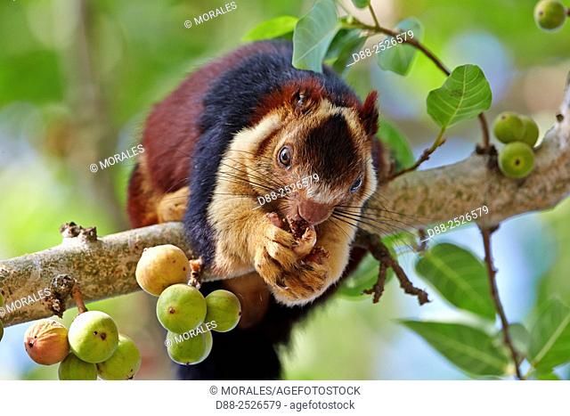 Asia, India, Tamil Nadu, Anaimalai Mountain Range Nilgiri hills, Indian giant squirrel, or Malabar giant squirrel, Ratufa indica