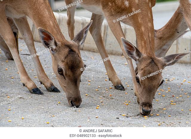 Fallow deer, Dama dama, feeding corn, closeup on deer farm in Olimje, Slovenia