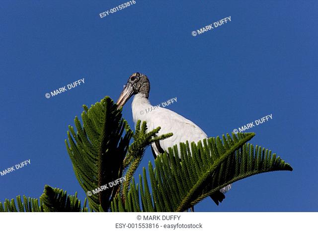 Wood Stork perched in Florida tree