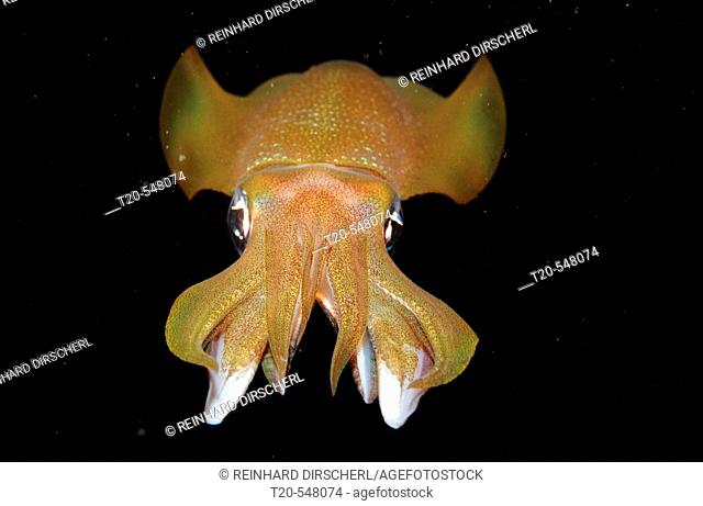 Reef squid at night, Sepioteuthis lessoniana, Bali, Indian Ocean, Indonesia