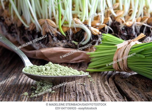 Barley grass powder on a spoon, with freshly grown plant in the background
