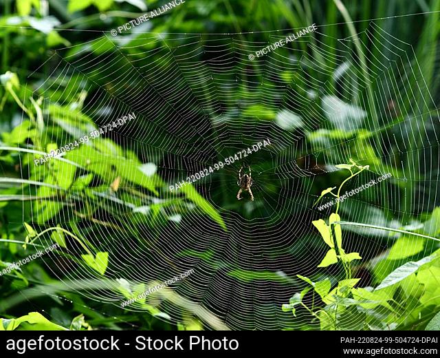 22 August 2022, Brandenburg, Trebbin: 22.08.2022, Trebbin. A garden cross spider (Araneus diadematus) lurks in its web for prey in the light of the morning sun...