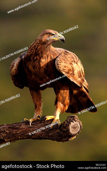 Golden eagle (Aquila chrysaetos) in the Sierra Calderona. Valencia