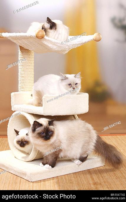 Birman cats, seal-point, lilac-tabby-point and chocolate-point, Sacred Birman, cat tree, scratching post, group-housing