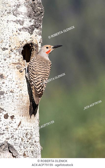 Northern flicker (Colaptes auratus), adult male at nest hole (with chicks inside) in trembling aspen (Populus tremuloides), near Lac Le Jeune, British Columbia