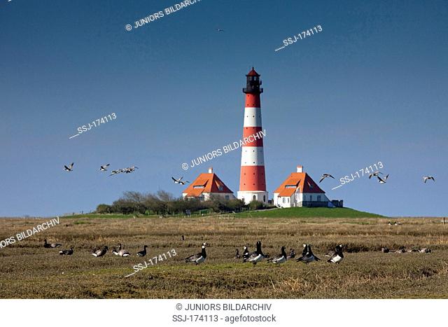 The lighthouse Westerheversand and a flock of resting Barnacle geese (Branta leucopsis) in the saltmarshes in front of it