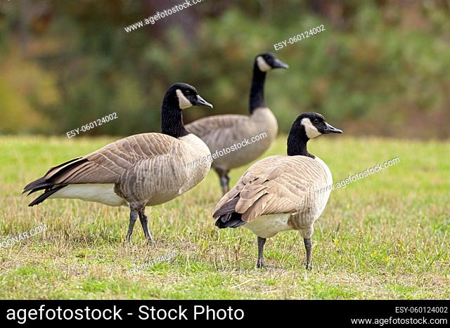 Three Canadian geese walk on grass in a park in Coeur d'Alene, Idaho